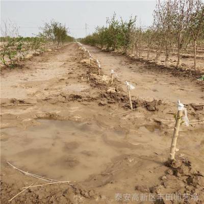2公分石榴苗石榴树苗种植方法 石榴苗优惠 丰田