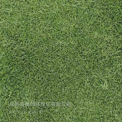台湾二号草坪基地 精品台湾二号草坪批发 台湾二号草坪工程苗