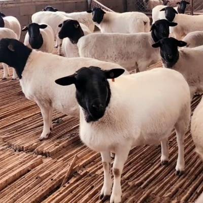 供应旺源养殖场出售纯种成年杜波羊种公羊怀孕母羊小尾寒羊小羊羔