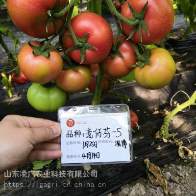 意佰芬-5 精品大果番茄种子种苗 粉红色 京研益农出品