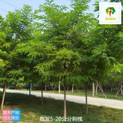 贵州出售刺槐-9公分刺槐-苗圃供应-常规树种