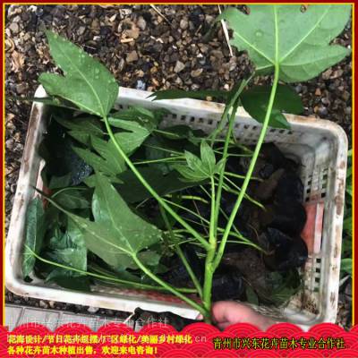 八角金盘批发 绿化花带植物 球根花卉喜湿忌高温 兴东