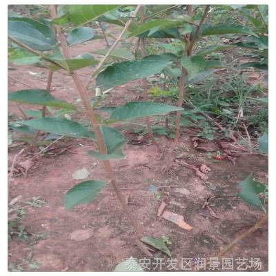 供应鲁丽苹果树苗 花牛苹果苗 1公分 烟富6