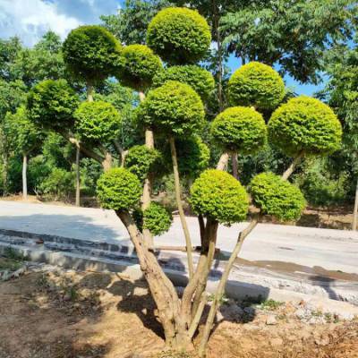 亮晶女贞造型树苗庭院别墅地景工程绿化金黄色叶老桩盆景四季常青