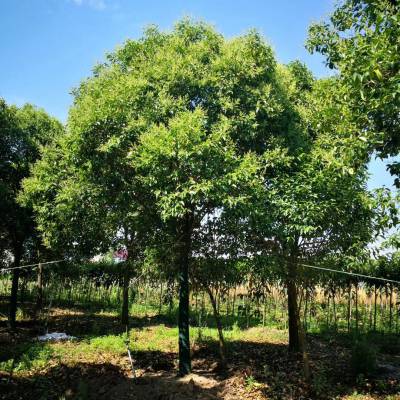 大叶女贞的价格