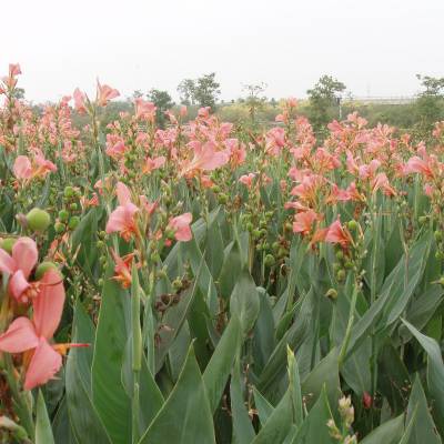 水体绿化水生植物杯苗批发 湿地绿化植物水生鸢尾 地被花镜德国鸢尾