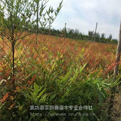 河北喜湿润南天竹_茶飘香常绿耐旱南天竹_门厅南天竹厂家生产