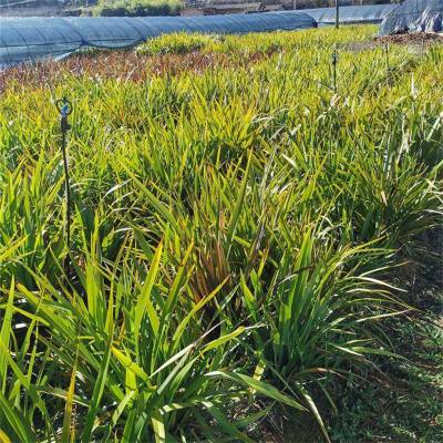 苗圃供应新西兰亚麻小区庭院公园造景绿化种植景区园林造景苗