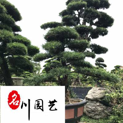 成都罗汉松苗木基地直销 精品优质罗汉松造型盆栽 罗汉松较新价格行情 庭院园林绿化苗木推荐