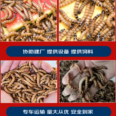 重庆合川正规农优蛋白虫养殖项目招商回收