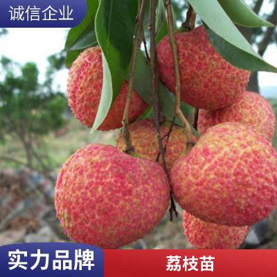 无核桂味荔枝苗 糯米滋嫁接 当年结果树果苗 南方种植妃子笑荔枝树苗