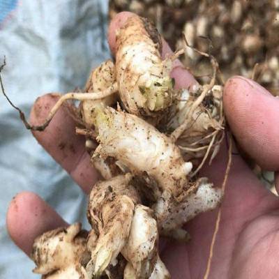 00亳州市六顺堂药业有限公司安徽 谯城区太子参功效与作用 花旗参 中