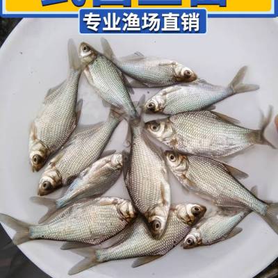 全国发货淡水鳊鱼苗武鲳鱼苗三角鲂鱼团头鲂三角边活体沙边鱼养殖