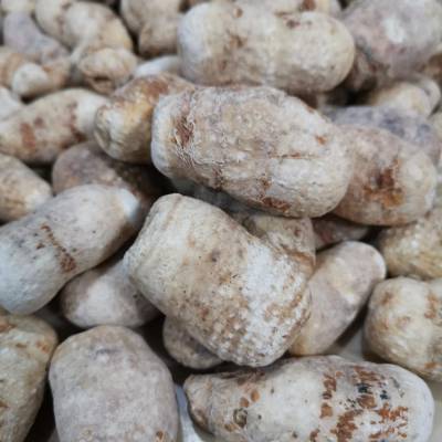 野生疔毒豆疔毒豆批发价格