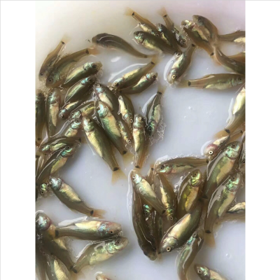 無病須歲魚淡水活體丁桂魚苗廣東原藍丁桂魚苗價格