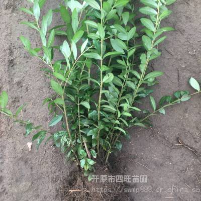 东北辽宁 水蜡树苗 夹植水蜡绿篱苗价格稳定