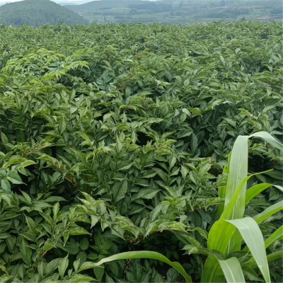 四川魔芋种子***格 魔芋种子种苗