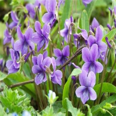基地出售紫花地丁 绿化用时令草花 紫花地丁小苗