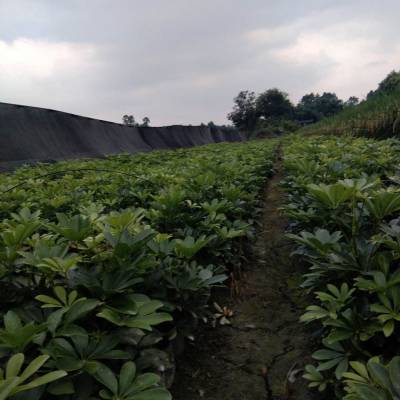 20高鸭脚木价格 鸭脚木成品杯苗批发 鸭脚木地苗 粗壮苗子