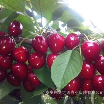 香泉一号樱桃苗图片 香泉一号樱桃苗种植时间