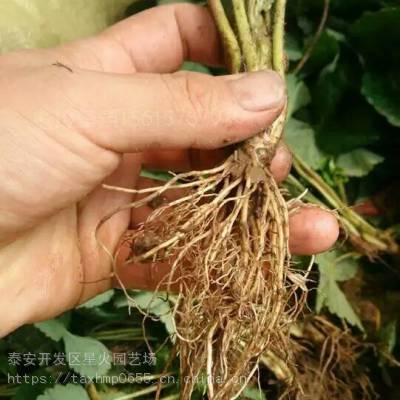 妙香七号草莓苗种植栽培技术
