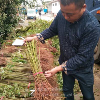 1.5公分香椿树苗价格 种植大棚香椿用多粗的好