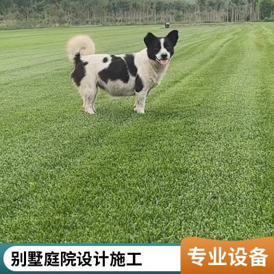 别墅私家花园绿化早熟禾草坪施工高羊茅草坪室外通州