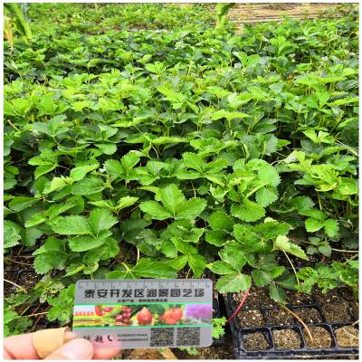 提供美十三草莓苗 红石美草莓苗 价格 小白草莓苗