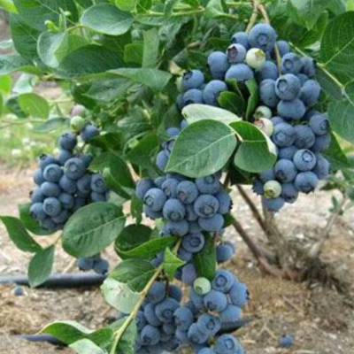 供应批发蓝莓苗 东北耐寒蓝莓品种