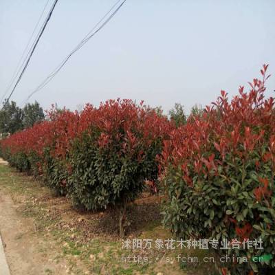 新乡 红叶石楠 红叶石楠苗木出售 6公分红叶石楠 万象花木