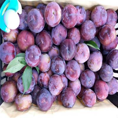 黑布朗李子苗价格 9月份成熟的李子苗种植基地 紫琥珀李子苗