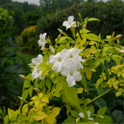 素馨 金叶素馨盆栽花苗带香味阳台庭院植物花苗花卉绿爬藤植物四季开花