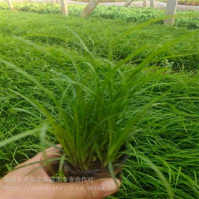 莎草科植物 多年生草本 青绿苔草种子 耐阴兴东观赏草