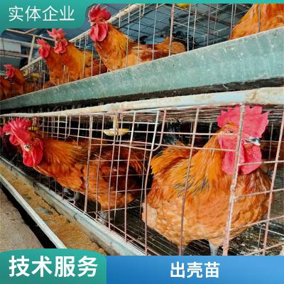 鑫天宏 疫苗全做肉鸡苗 孵化场养殖适应性好青脚麻鸡