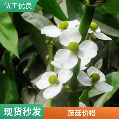 茨菇种苗有利固堤护坡控制杂草根茎繁殖耐盐碱好