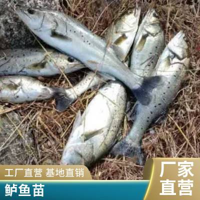 实力渔场基地直供 批发出货 鲈鱼水花苗 提供技术支持 生长快 易长肉