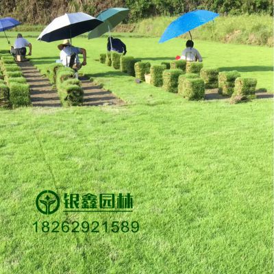 九江马尼拉草坪生产基地