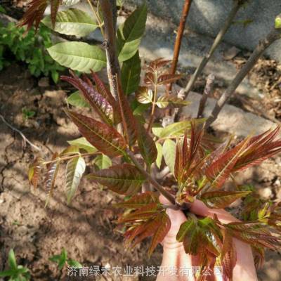 香椿种子 春芽籽 红油6号 四季种植 矮化香椿 优质发芽***