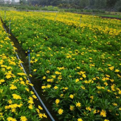 黔东南凯里木春菊基地 威宁木春菊工程苗在位置呢