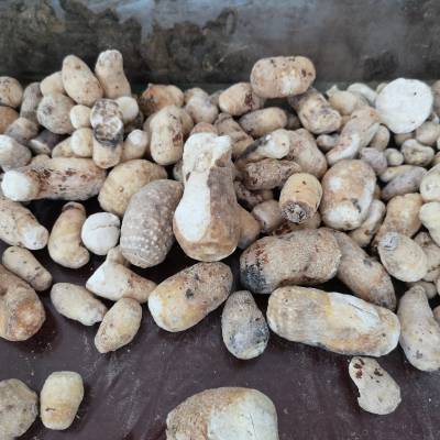 ***白附子片图片 滴水参,天南星,野芋,白附子,禹白附,疔毒豆,芋叶半夏