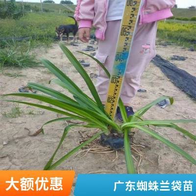 蜘蛛兰 庭院小区盆栽观叶植物水鬼蕉 喜温暖湿润 不耐寒 卓绿园林