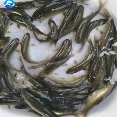 柳州黑草魚河池螺絲魚苗北海青竹鯇魚苗