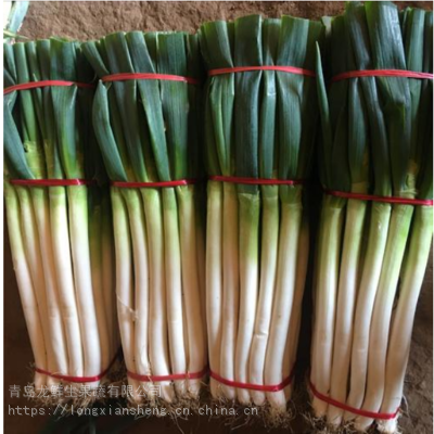 农业蔬菜大葱_绿色***大葱_早熟事菜报价
