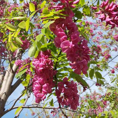 2公分香花槐-量大优惠-共谋发展