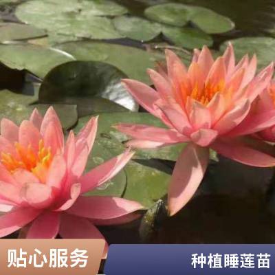 水生植物盆栽睡莲供应 品种来源自产 花色美丽 货源充足