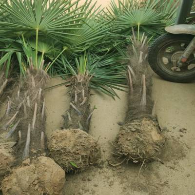0.8至1米高小规格棕榈树苗零售价格