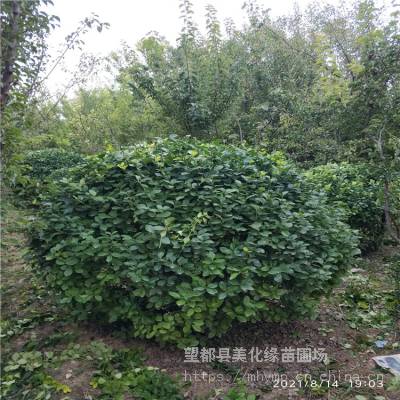 美化缘 火焰卫矛球出售 火焰卫矛球 多种规格