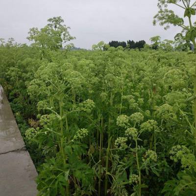 白芷种子种植技术与栽培管理白芷种子源头基地