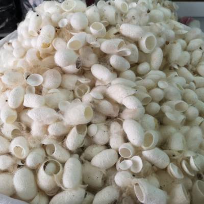 蚕茧壳的功效与作用-当年货蚕茧壳价格