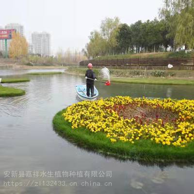 广东河道采用人工生态浮岛 广东公园生态浮床置景